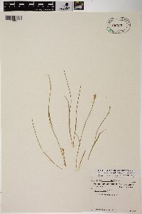 Carex foenea image