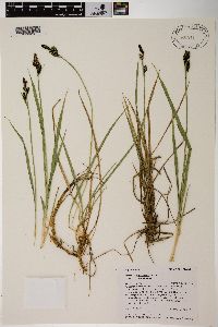 Carex scopulorum image