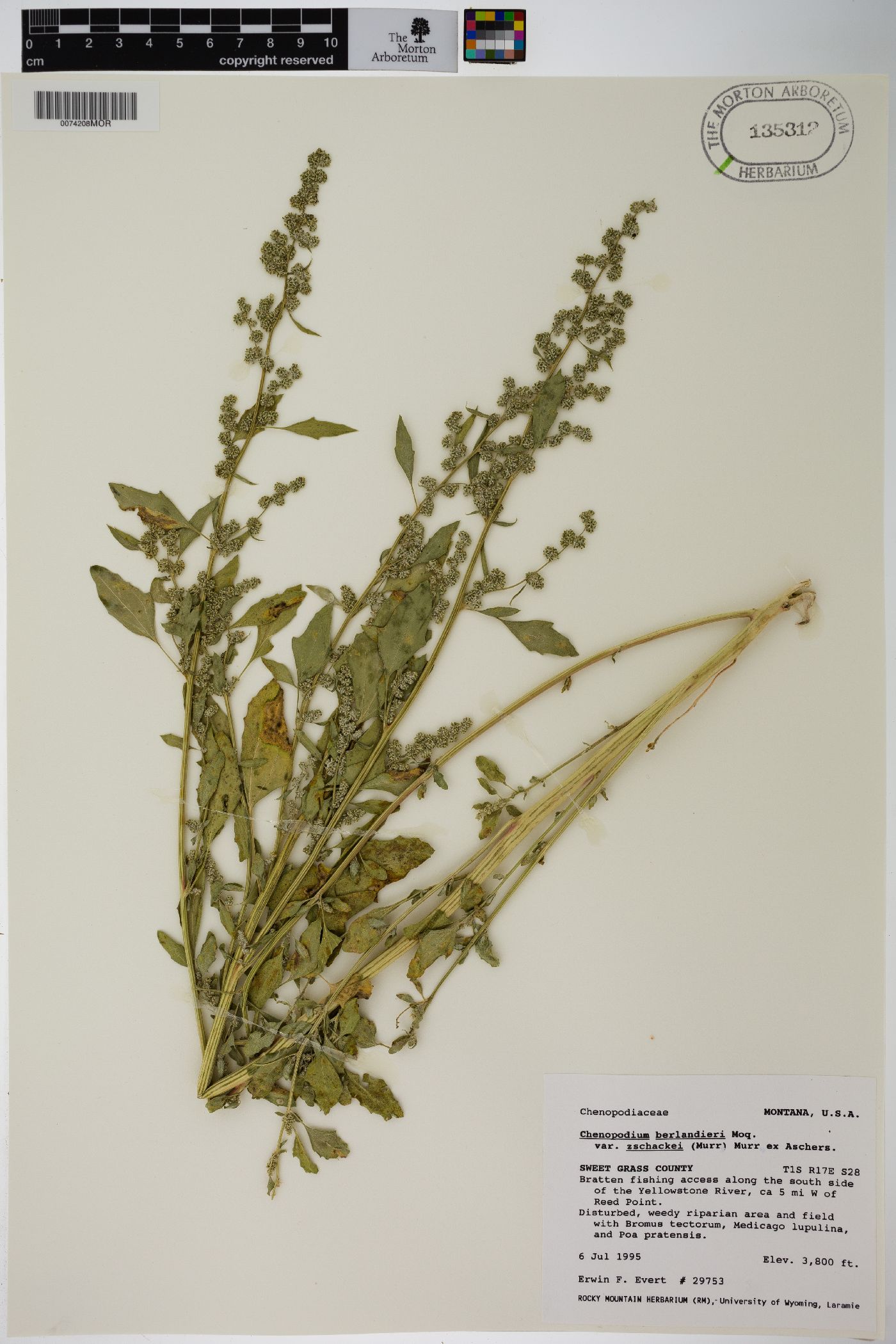 Chenopodium berlandieri var. zschackei image