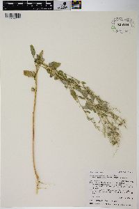 Chenopodium berlandieri image