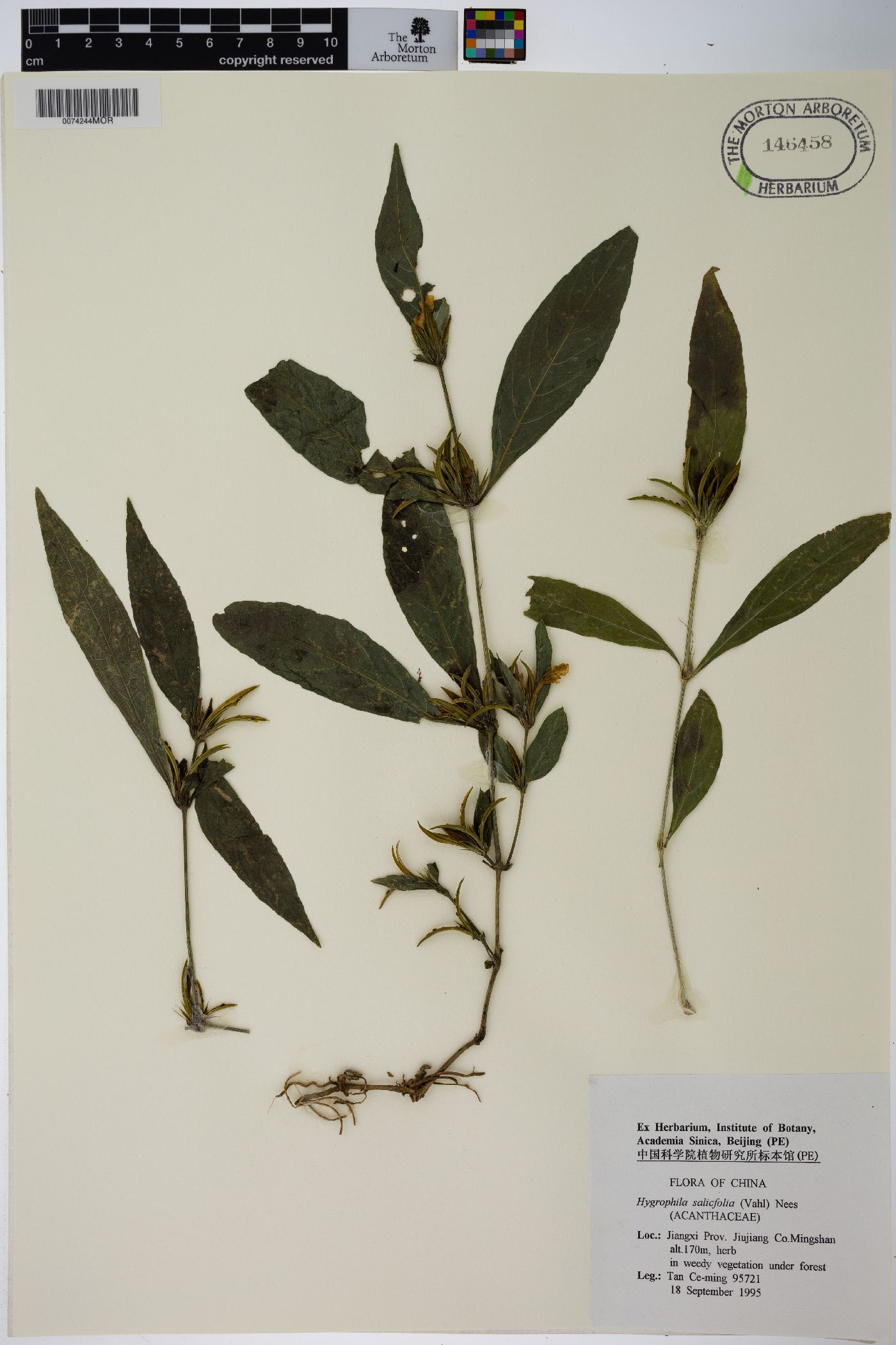 Hygrophila ringens var. ringens image