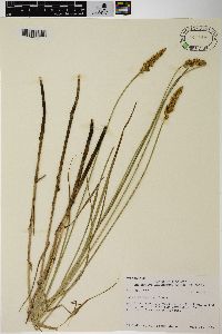 Carex sartwellii image