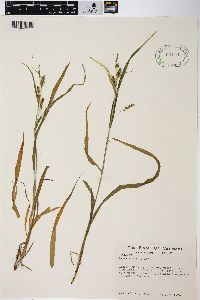 Carex scabrata image