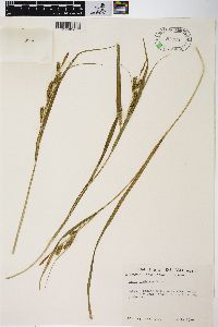 Carex scabrata image