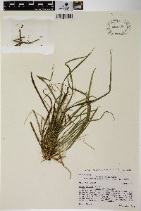 Carex backii image