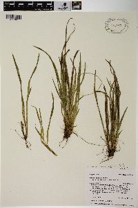 Carex backii image