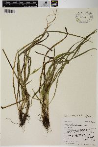 Carex backii image