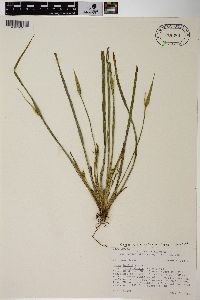 Carex backii image