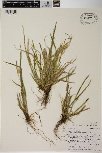 Carex backii image