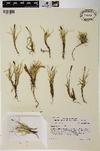 Carex rupestris image