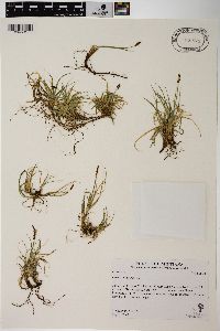 Carex rupestris image