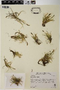 Carex rupestris image