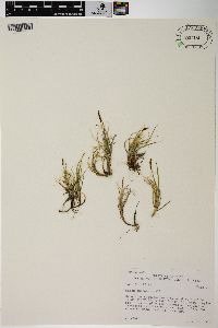 Carex rupestris image