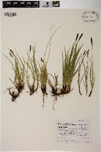 Carex scirpoidea var. scirpiformis image