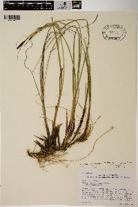 Carex scirpoidea image