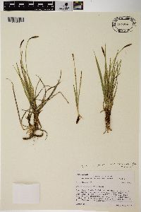 Carex scirpoidea image