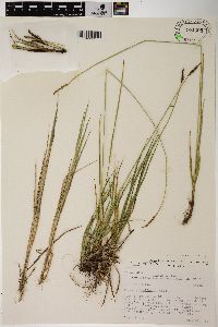 Carex scirpoidea image