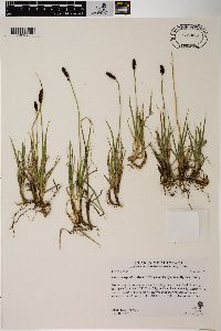 Carex scirpoidea image