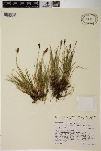 Carex scirpoidea var. pseudoscirpoidea image