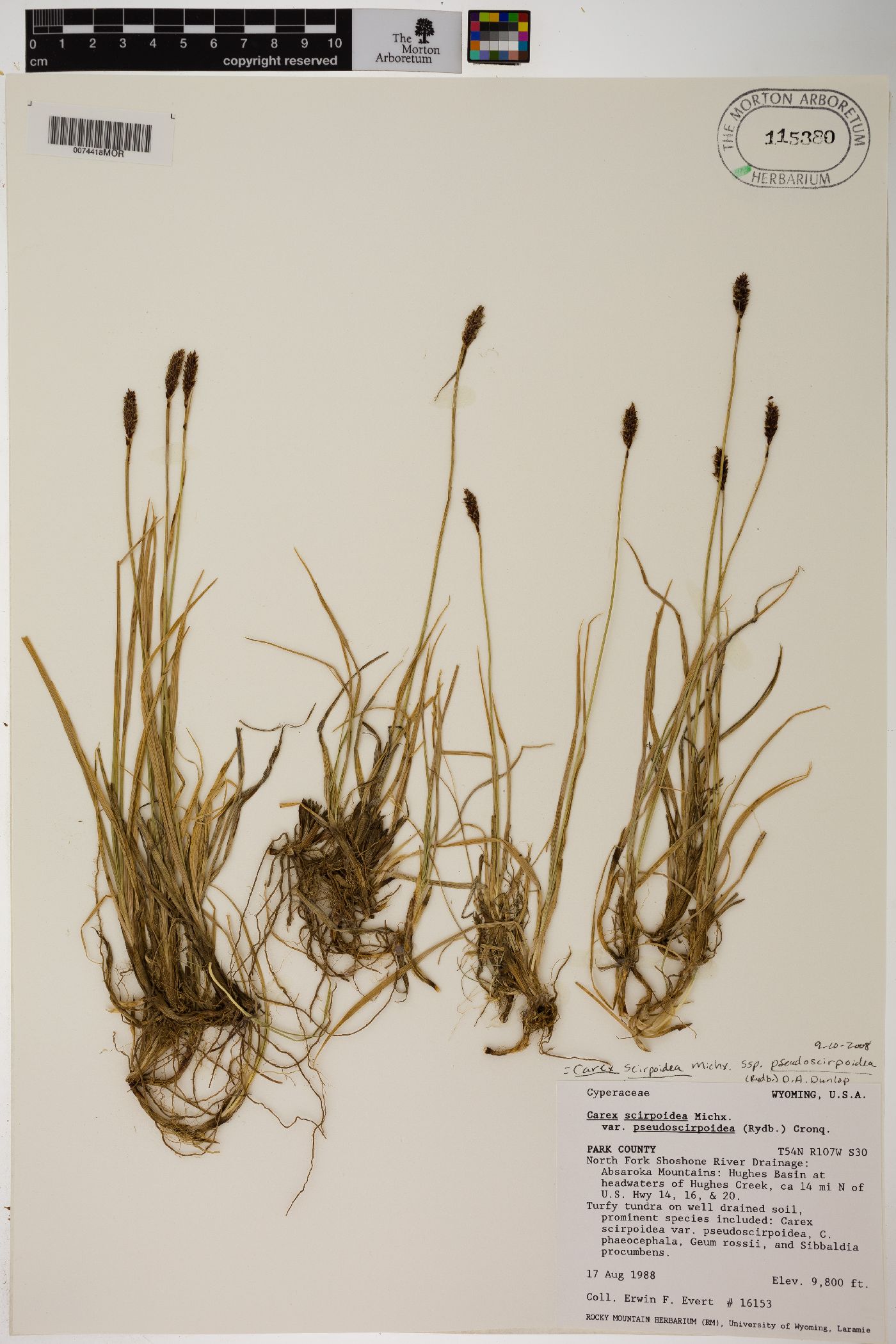 Carex scirpoidea var. pseudoscirpoidea image