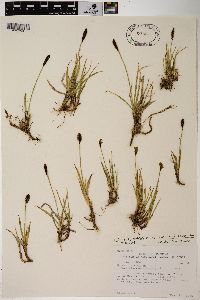 Carex scirpoidea image