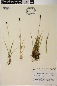 Carex scirpoidea image