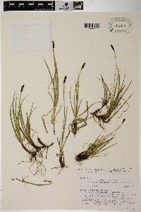 Carex scirpoidea image