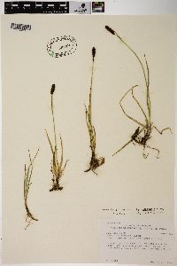 Carex scirpoidea var. pseudoscirpoidea image