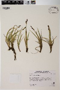 Carex scopulorum image