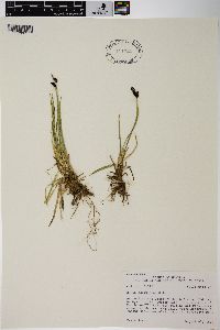 Carex scopulorum image