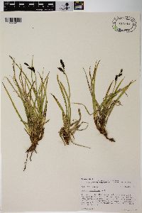 Carex scopulorum image