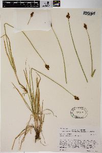 Carex stenoptila image