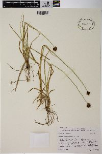 Carex stenoptila image