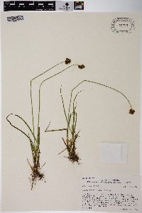 Carex stenoptila image