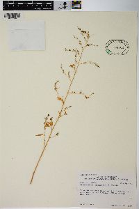 Chenopodium standleyanum image