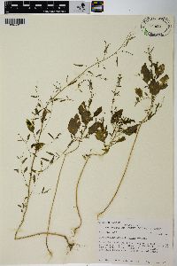 Chenopodium standleyanum image