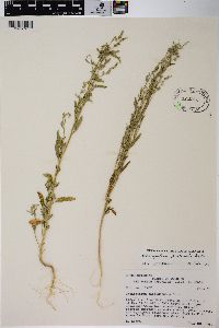 Chenopodium pratericola image