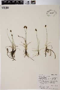 Carex duriuscula image