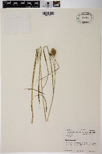 Carex squarrosa image