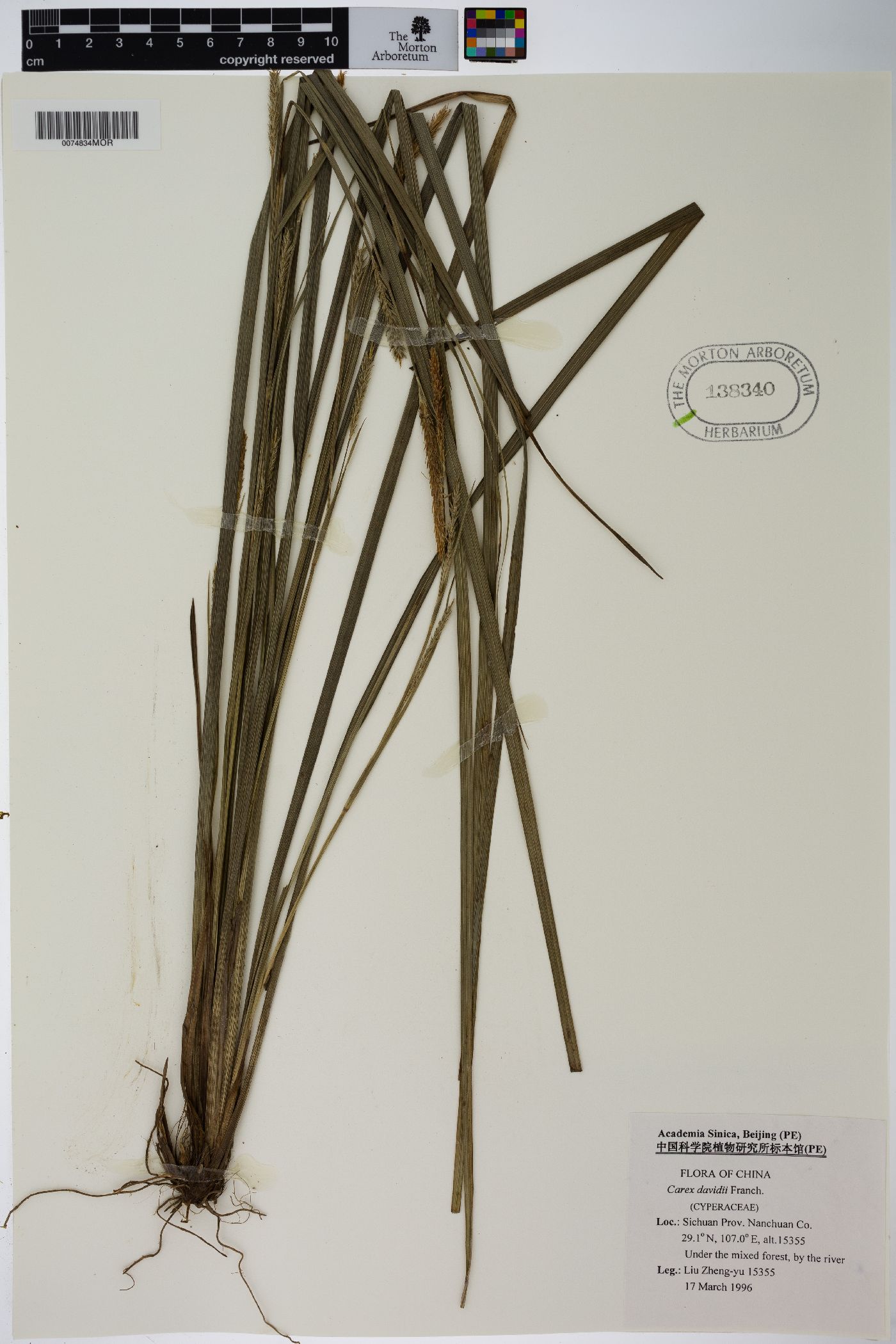 Carex davidii image