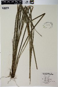 Image of Carex davidii