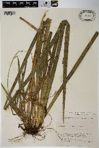 Carex dolichostachya subsp. dolichostachya image
