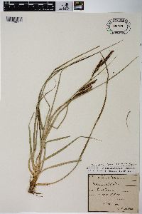 Carex flacca subsp. erythrostachys image