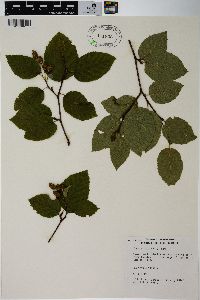 Alnus crispa image