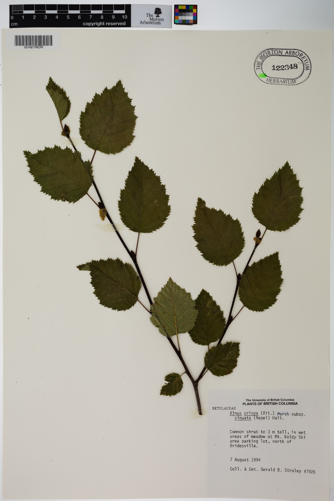 Alnus alnobetula image