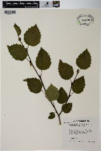 Alnus alnobetula subsp. sinuata image