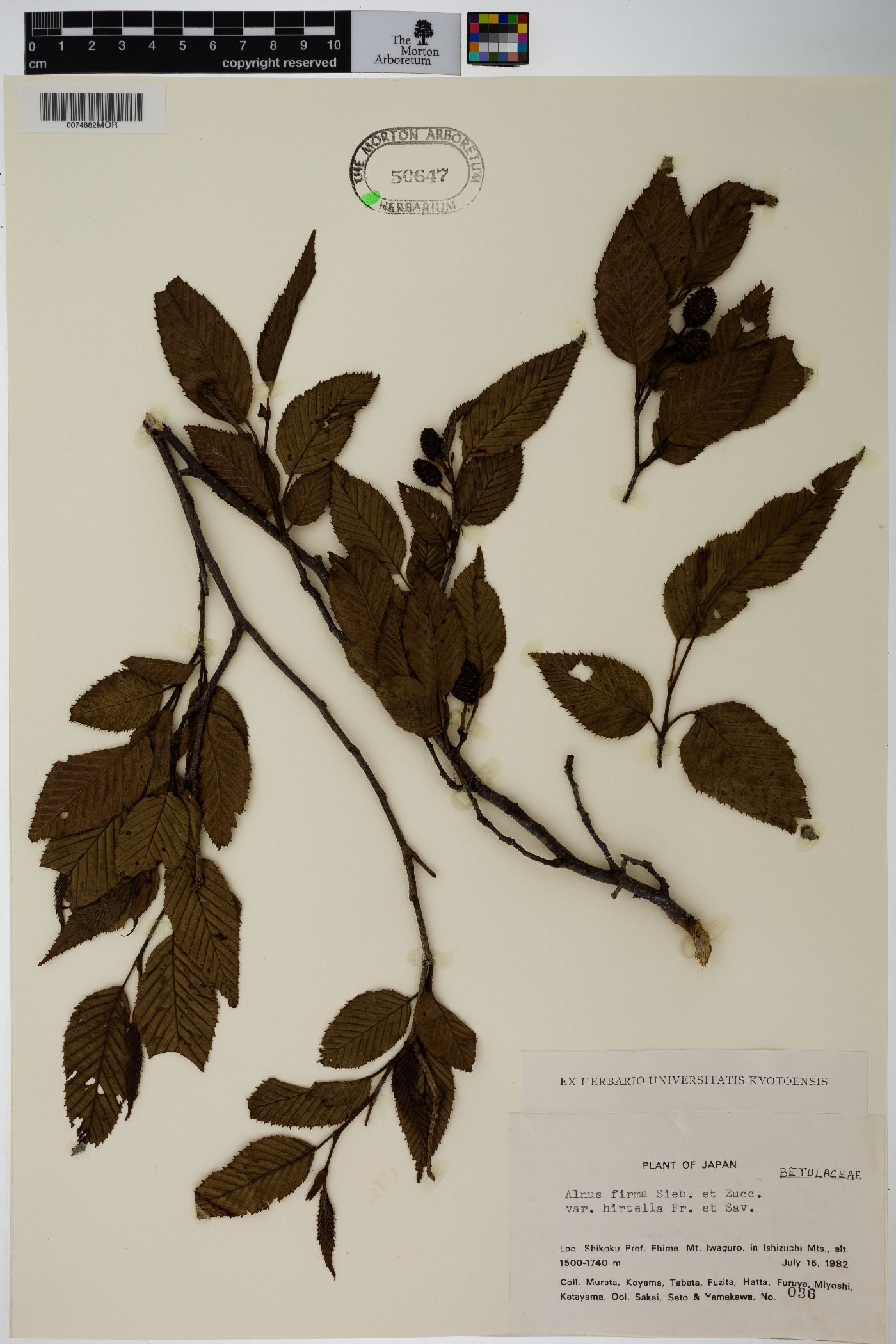 Alnus firma image