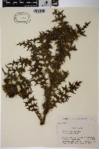 Cirsium japonicum image