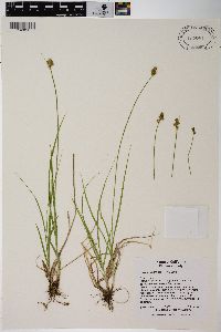 Carex subfusca image