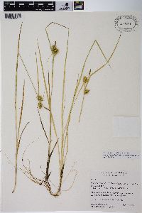 Carex viridistellata image